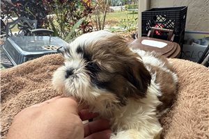 Marshall - Shih Tzu for sale