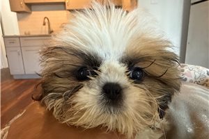 Georgia - Shih Tzu for sale