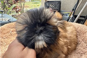 Mocha - Shih Tzu for sale