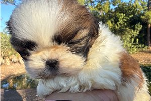Georgia - Shih Tzu for sale