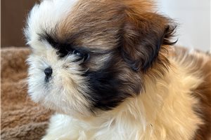 Georgia - Shih Tzu for sale