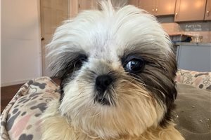 Josephine - Shih Tzu for sale