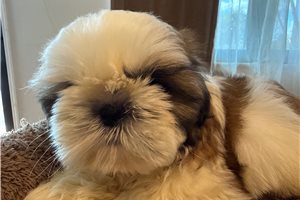 John - puppy for sale