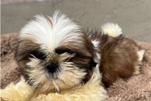 Josephine - Shih Tzu for sale