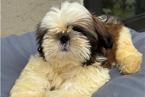 John - Shih Tzu for sale
