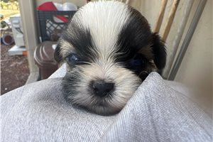 Mateo - Shih Tzu for sale