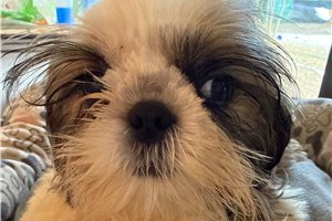 Jack - Shih Tzu for sale