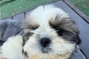 Sullivan - Shih Tzu for sale