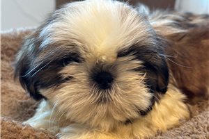 Jack - puppy for sale