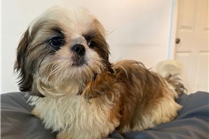 Jack - Shih Tzu for sale