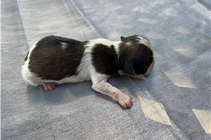Coffee - puppy for sale