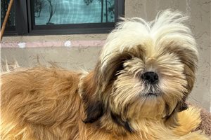 Saint - Shih Tzu for sale