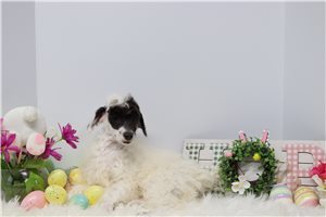 Fancy - Poodle, Toy for sale