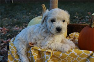 Bailey - Bich-Poo - Bichpoo for sale