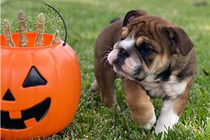 Clair - English Bulldog for sale