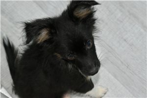 Levi - Miniature Australian Shepherd for sale