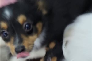 Marley - Miniature Australian Shepherd for sale