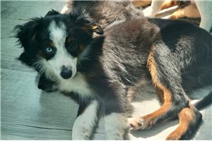 Maxwell - Miniature Australian Shepherd for sale