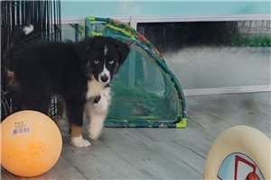 Bentley - Miniature Australian Shepherd for sale