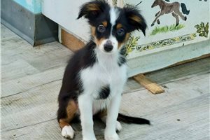 Maripol - Miniature Australian Shepherd for sale