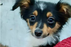 Marley - Miniature Australian Shepherd for sale