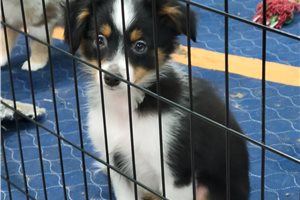 Maripol - Miniature Australian Shepherd for sale