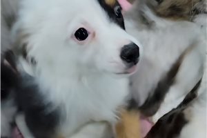 McGregor - Miniature Australian Shepherd for sale