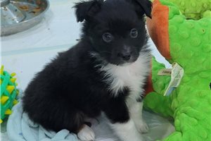 Levi - Miniature Australian Shepherd for sale