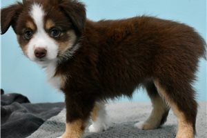 Georgette - Miniature Australian Shepherd for sale