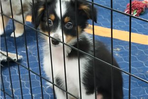 Maripol - Miniature Australian Shepherd for sale