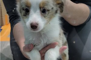 Barry - Miniature Australian Shepherd for sale