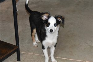 Diana - Miniature Australian Shepherd for sale