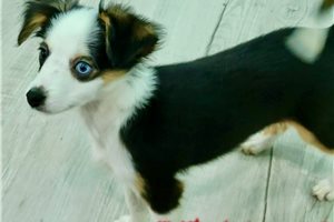 Diana - Miniature Australian Shepherd for sale