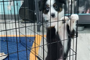 Maxwell - Miniature Australian Shepherd for sale