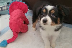 Maripol - puppy for sale