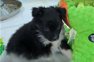 Levi - Miniature Australian Shepherd for sale
