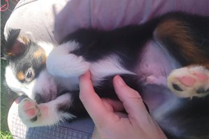 Maxwell - puppy for sale