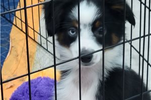 Maxwell - Miniature Australian Shepherd for sale