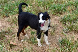 Maxwell - puppy for sale