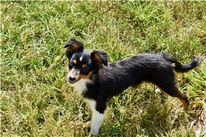 Marley - Miniature Australian Shepherd for sale