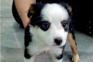 Diana - puppy for sale