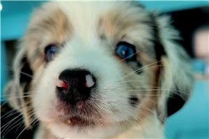 Byron - Miniature Australian Shepherd for sale