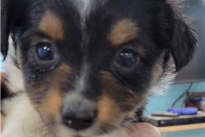 Marley - Miniature Australian Shepherd for sale