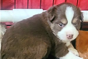 Rita - Miniature Australian Shepherd for sale