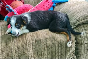 Maxwell - Miniature Australian Shepherd for sale
