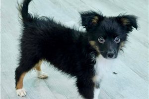Levi - Miniature Australian Shepherd for sale