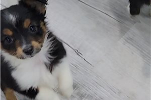 Marley - Miniature Australian Shepherd for sale