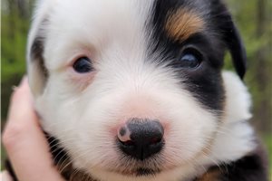McGregor - Miniature Australian Shepherd for sale