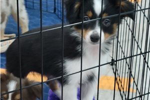 Maripol - Miniature Australian Shepherd for sale