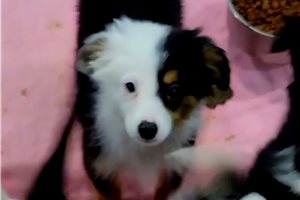 McGregor - Miniature Australian Shepherd for sale
